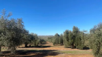 Rustic Farm in Jabalquinto photo 2