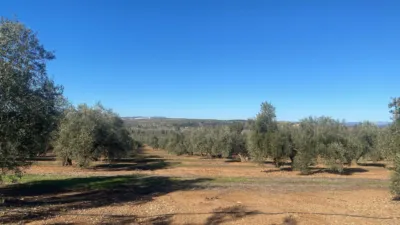 Rustic Farm in Jabalquinto photo 3