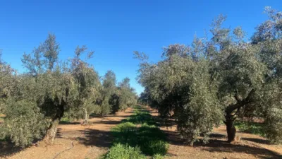 Rustic Farm in Jabalquinto photo 4