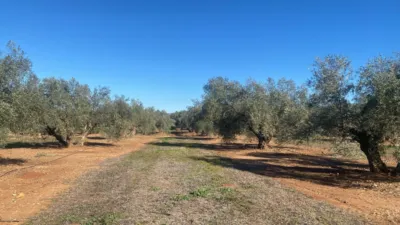 Rustic Farm in Jabalquinto photo 5