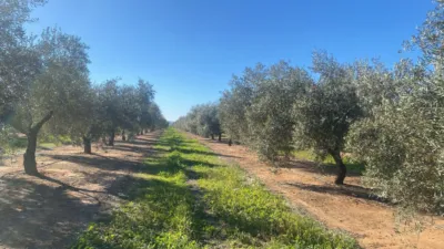 Rustic Farm in Jabalquinto photo 6