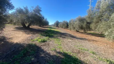 Rustic Farm in Jabalquinto photo 7