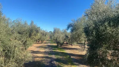 Rustic Farm in Jabalquinto photo 8