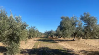 Rustic Farm in Jabalquinto photo 9
