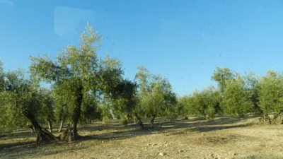 Finca rústica en Villanueva de La Reina photo 3