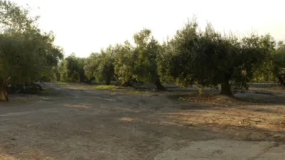 Finca rústica en Villanueva de La Reina photo 4
