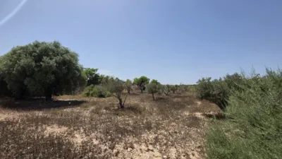 Casa – Elx - Elche - Vista 2
