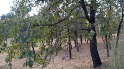 Rustic Finca in Villanueva de La Vera photo 48