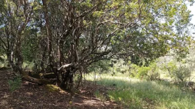 Rustic finca in Villanueva de La Vera photo 90