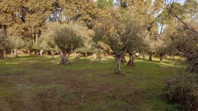 Rustic Finca in Villanueva de La Vera photo 27