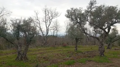 Rustic Finca in Valverde de La Vera photo 10