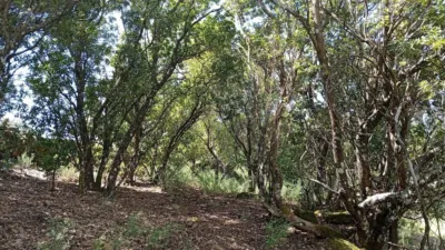 Rustic finca in Villanueva de La Vera photo 88
