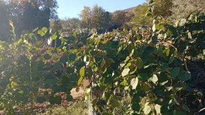 Rustic finca in Villanueva de La Vera photo 35