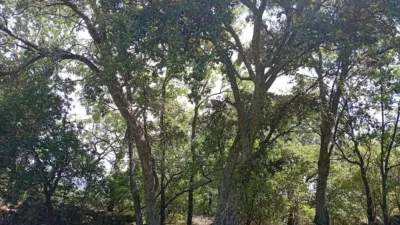 Rustic finca in Villanueva de La Vera photo 93