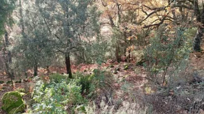 Rustic Finca in Villanueva de La Vera photo 15