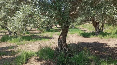 Rustic Finca in Villanueva de La Vera photo 51