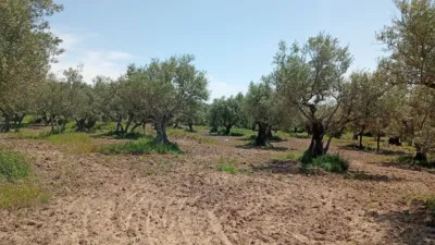 Rustic Finca in Villanueva de La Vera photo 29