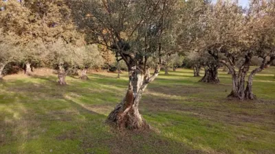 Rustic Finca in Villanueva de La Vera photo 25