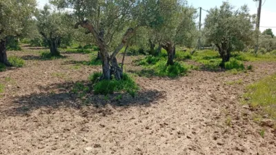 Rustic Finca in Villanueva de La Vera photo 41
