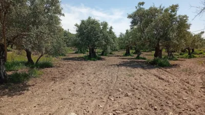 Rustic Finca in Villanueva de La Vera photo 9