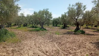 Rustic Finca in Villanueva de La Vera photo 27