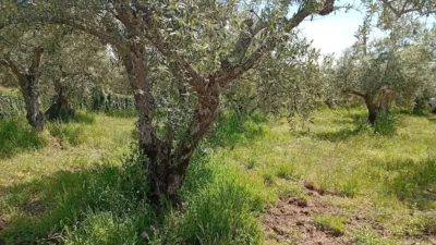 Rustic Finca in Villanueva de La Vera photo 75
