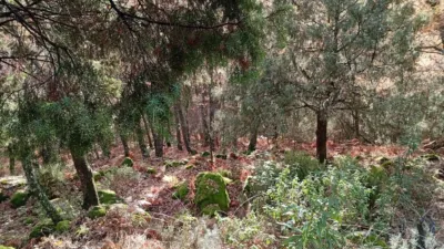 Rustic Finca in Villanueva de La Vera photo 16