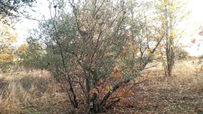 Rustic farm in Viandar de La Vera photo 34