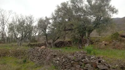 Rustic Finca in Valverde de La Vera photo 5