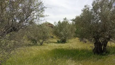 Rustic finca in Villanueva de La Vera photo 17