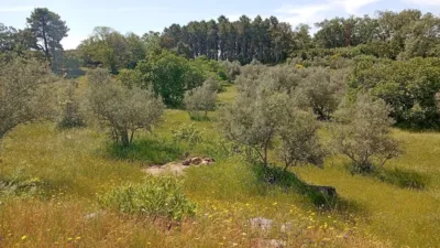 Rustic finca in Villanueva de La Vera photo 116