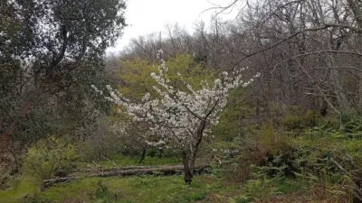 Rustic Finca in Valverde de La Vera photo 51