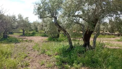 Rustic Finca in Villanueva de La Vera photo 5