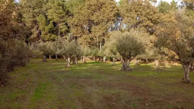 Rustic Finca in Villanueva de La Vera photo 28