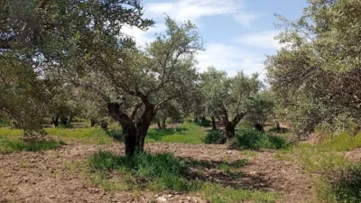Rustic Finca in Villanueva de La Vera photo 10