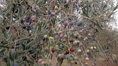 Rustic finca in Villanueva de La Vera photo 5