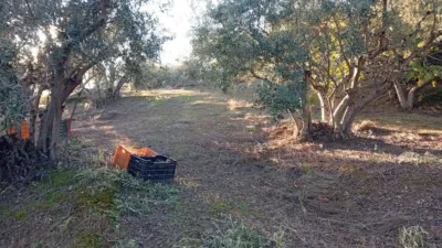 Rustic Finca in Villanueva de La Vera photo 24