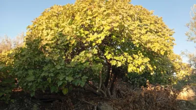 Rustic Finca in Villanueva de La Vera photo 3