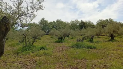 Rustic finca in Villanueva de La Vera photo 46