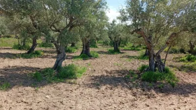 Rustic Finca in Villanueva de La Vera photo 40