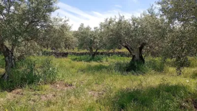 Rustic Finca in Villanueva de La Vera photo 70