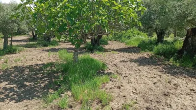 Rustic Finca in Villanueva de La Vera photo 44