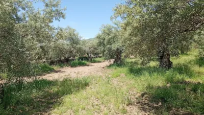 Rustic Finca in Villanueva de La Vera photo 3