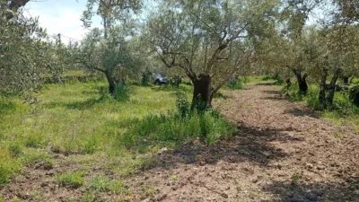 Rustic Finca in Villanueva de La Vera photo 4