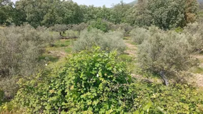 Rustic finca in Villanueva de La Vera photo 115