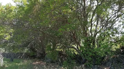 Rustic finca in Villanueva de La Vera photo 100