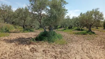 Rustic Finca in Villanueva de La Vera photo 26