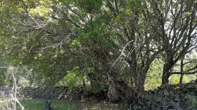 Rustic finca in Villanueva de La Vera photo 103