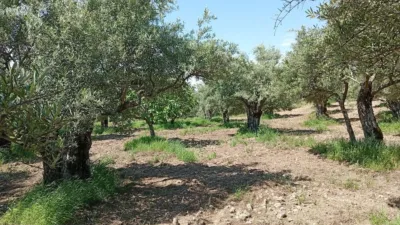 Rustic Finca in Villanueva de La Vera photo 49
