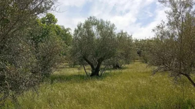 Rustic finca in Villanueva de La Vera photo 58